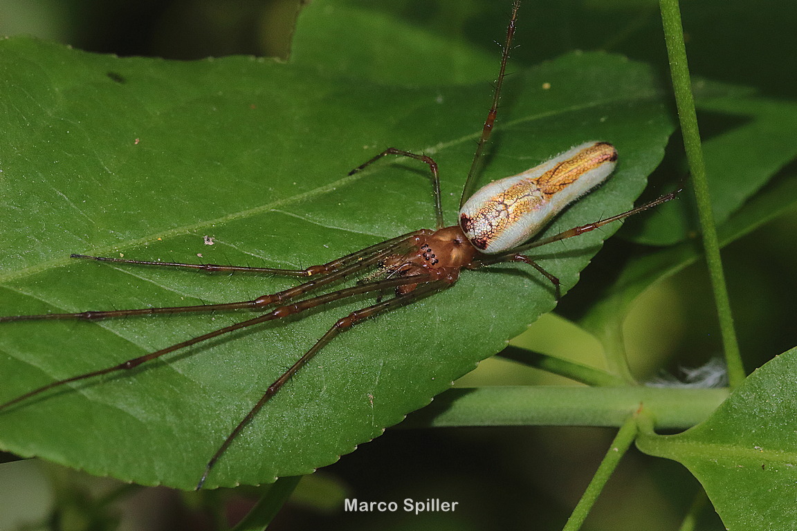 Tetragnatha